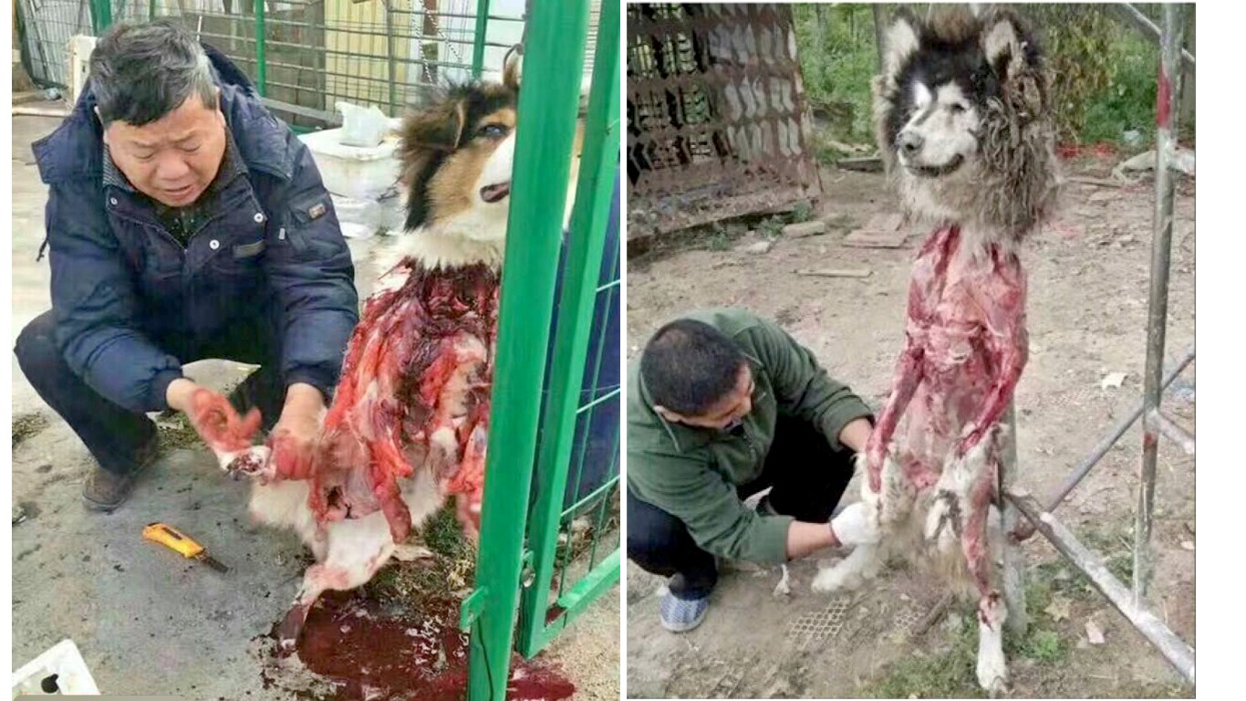 China: Stolen pets skinned alive in the street, for everyone to see!