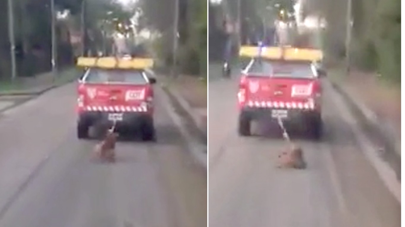Prosecute public servants that dragged dog behind service truck for miles!