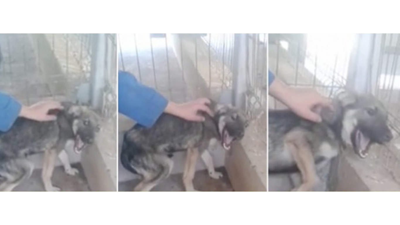 Abused dog cries after being petted for the first time! Save the dogs at Craiova Animal Shelter!