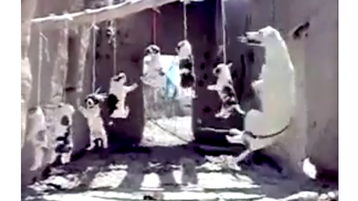 Support animal welfare laws in Iran and bring justice for hung mother dog and puppies!