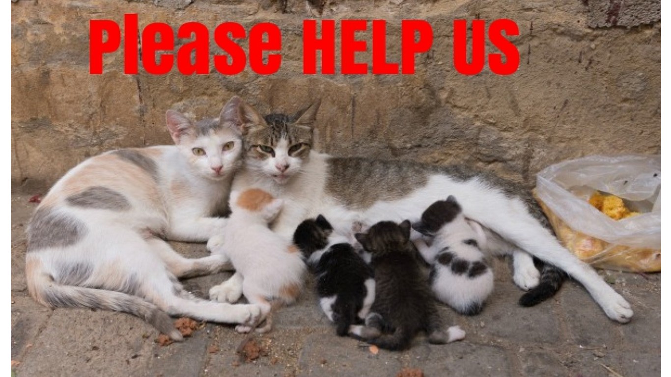 Make safe shelters for street cats in Serbia!