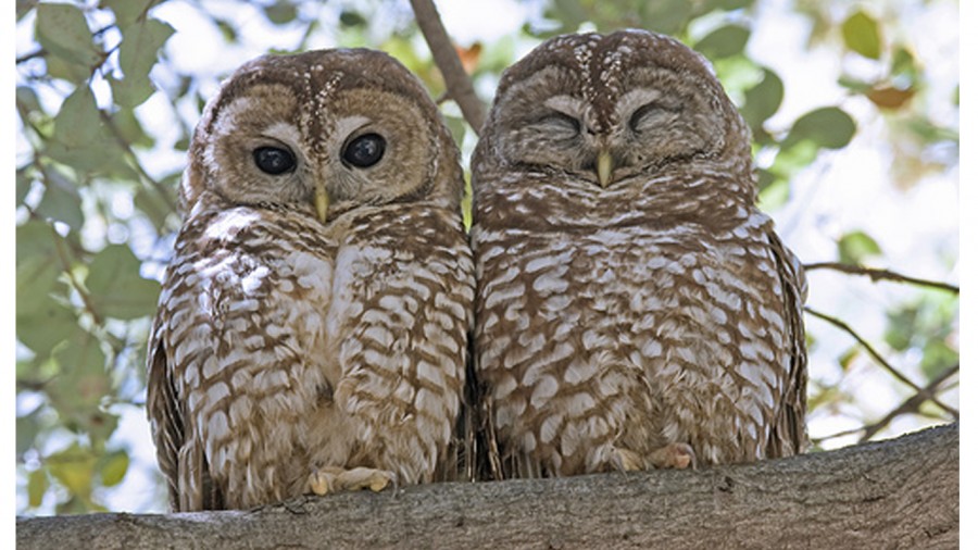 Logging project could endanger the lives of thousands of Northern Spotted Owls! Act Now!