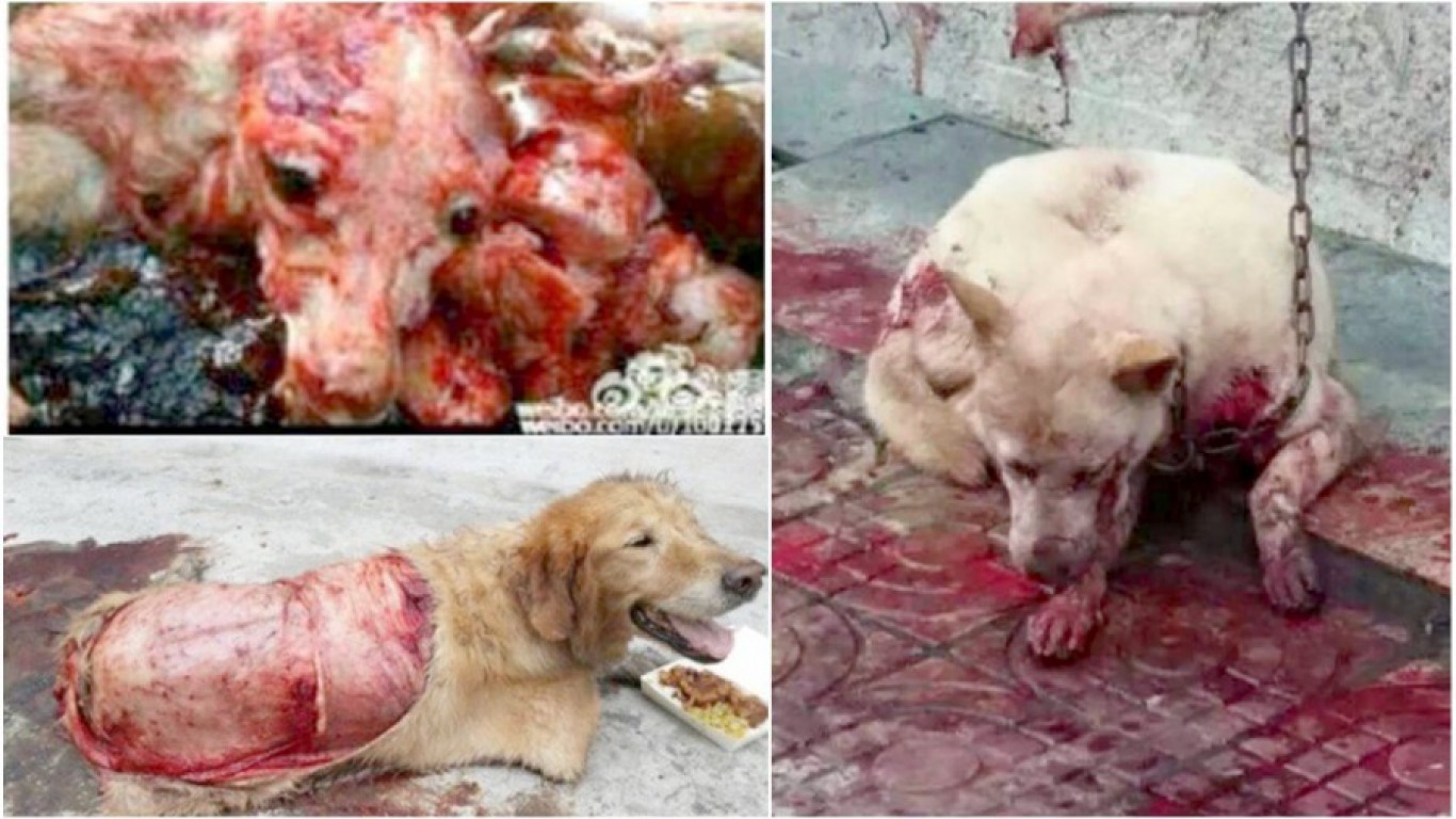 Stop millions of dogs from being skinned alive and abused in China each year!