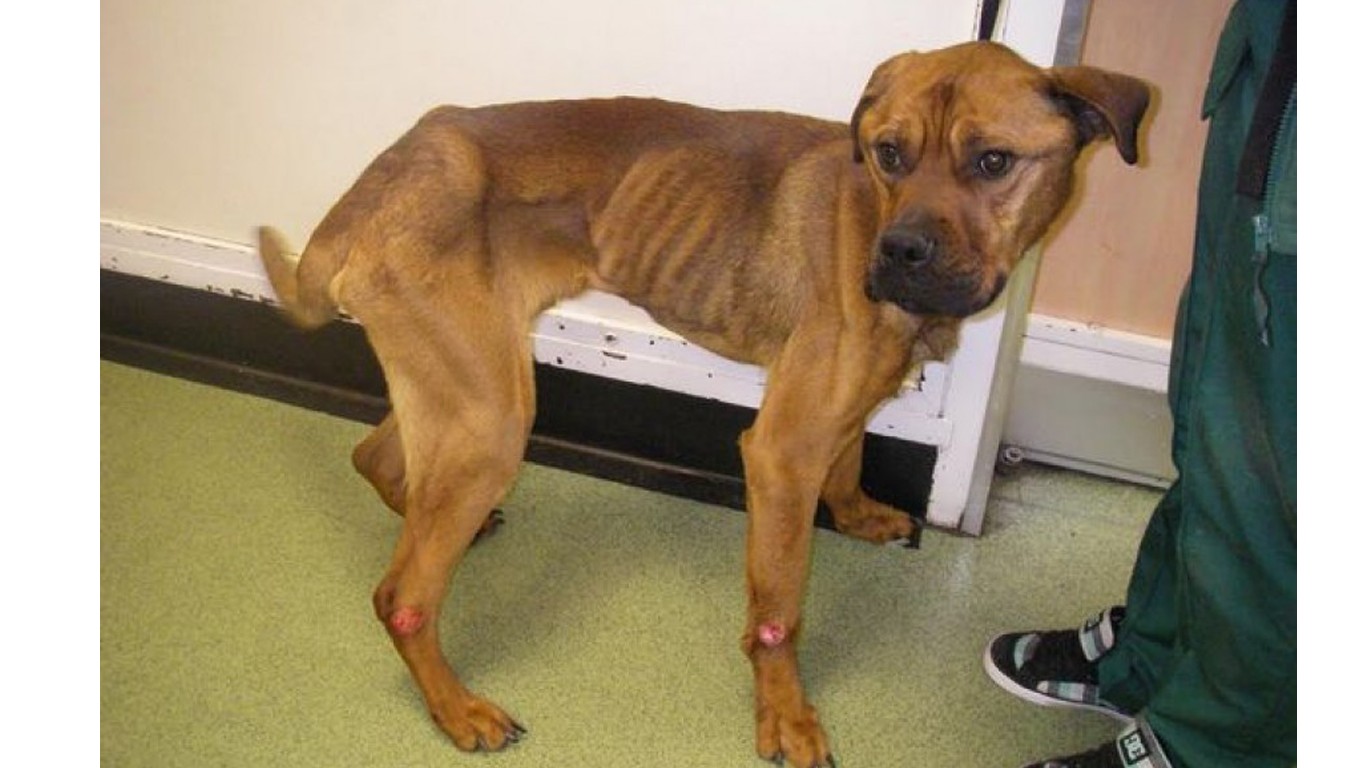 Justice For Buster â€“ pet dog starved for six weeks!
