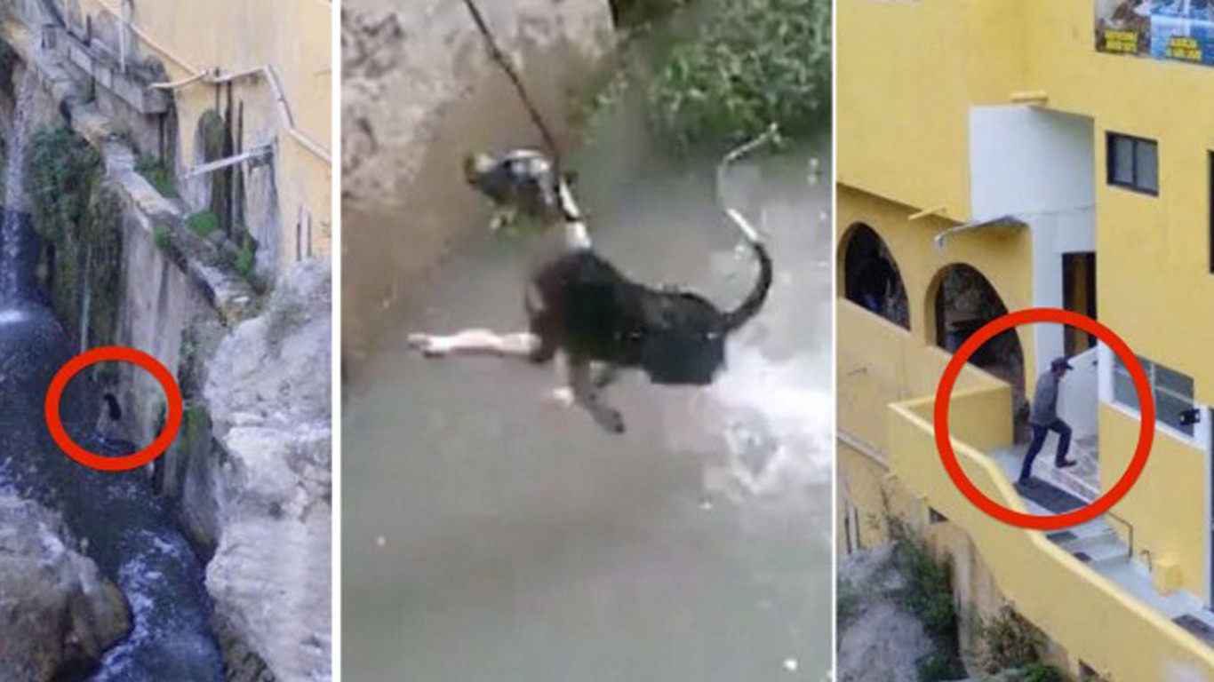 We demand punishment for couple that tossed dog off a cliff!