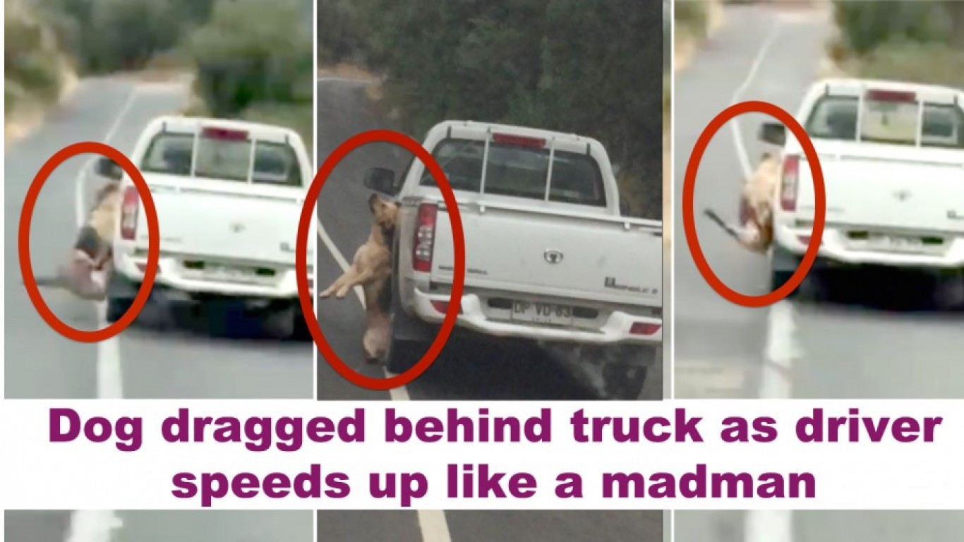 We demand justice for dog dragged behind pick-up truck by speeding driver!