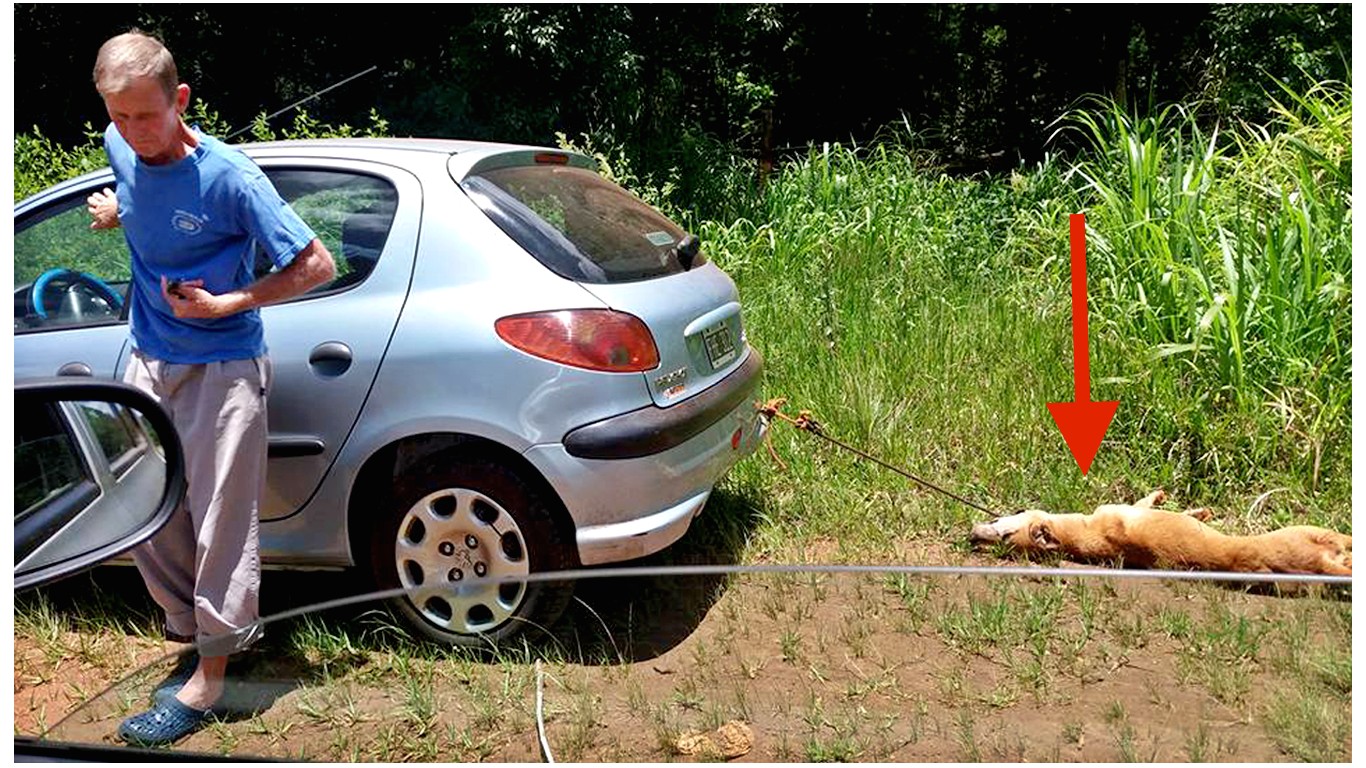 Justice for dog dragged behind car for miles by cruel owner!