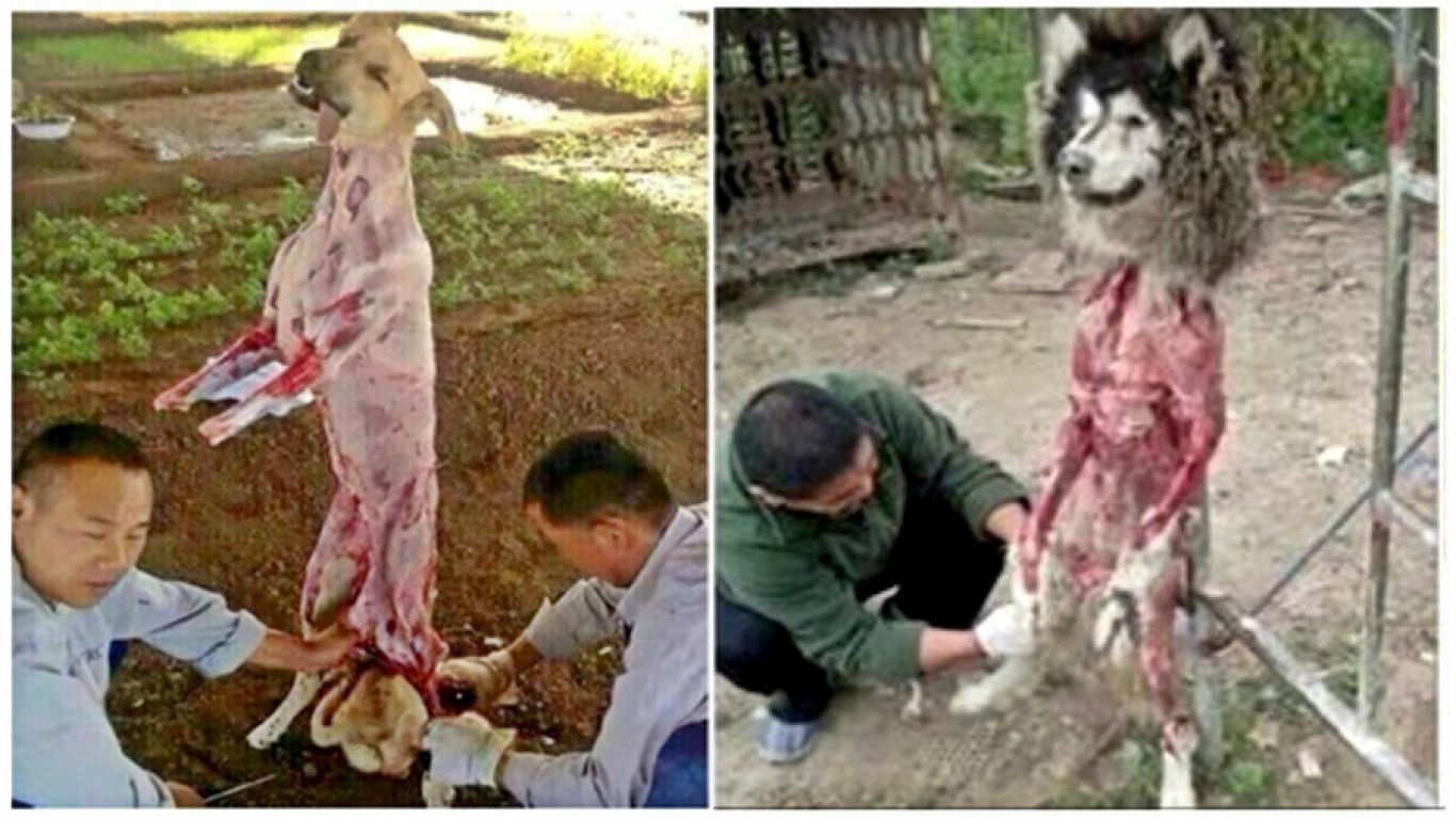 Help stop the cruel practice of skinning dogs alive in China!