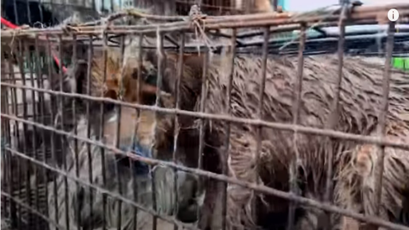 Stop people in China from eating Dogs