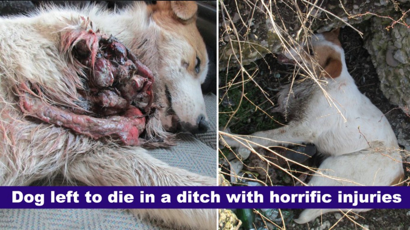 Justice for dog thrown in a ditch to die with terrible injuries!