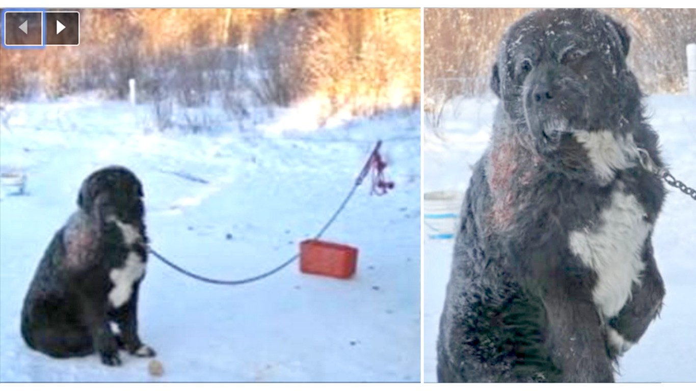 Prosecute owner that chained pet dog outside in freezing cold for 4 years!
