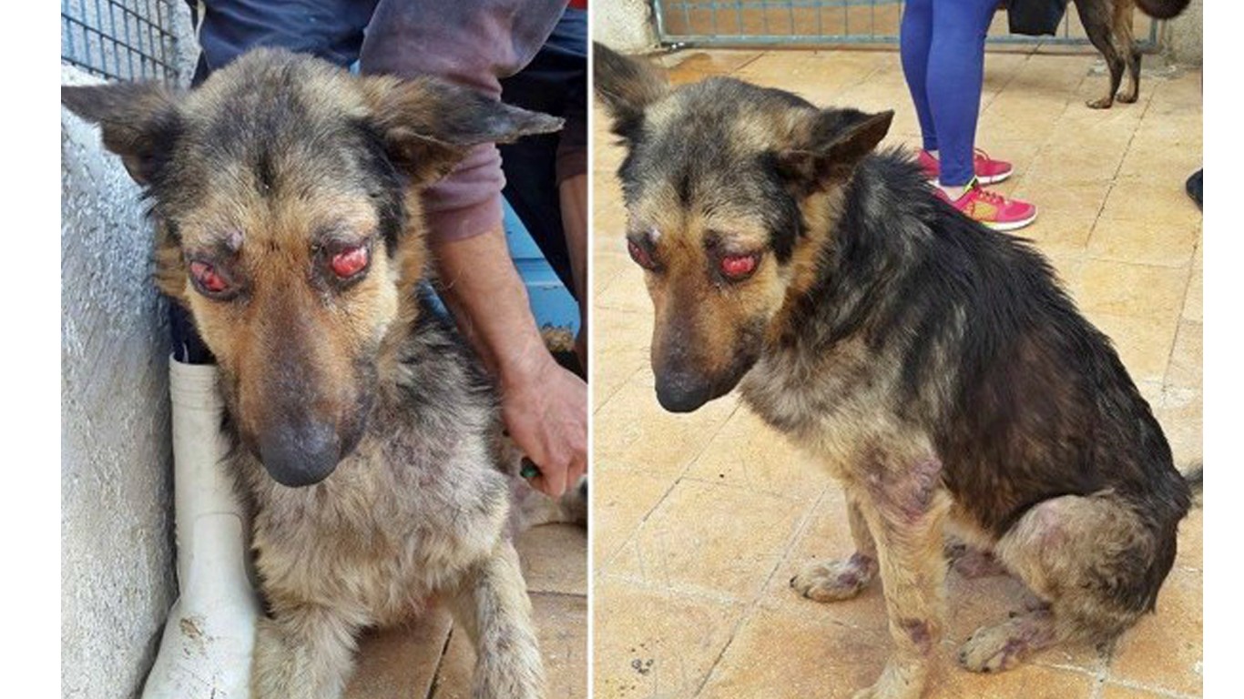 Gentle dog that had both eyes poked out gets no justice! Take Action Now!