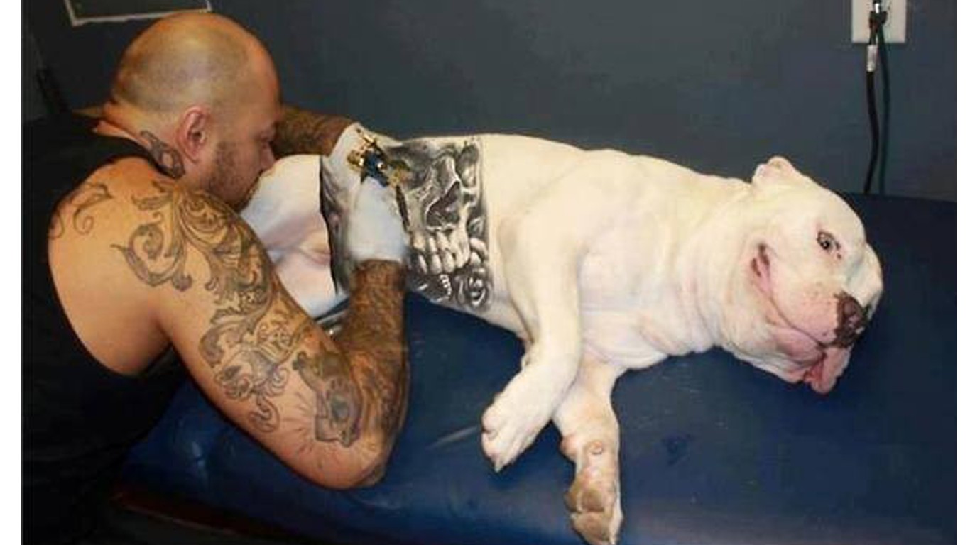 More and more dumb owners are forcing their pets to get a tattoo! Take Action Now!