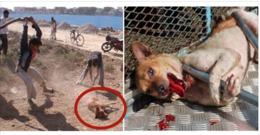 Demand animal rights in Iran: Help stop the suffering of countless animals!