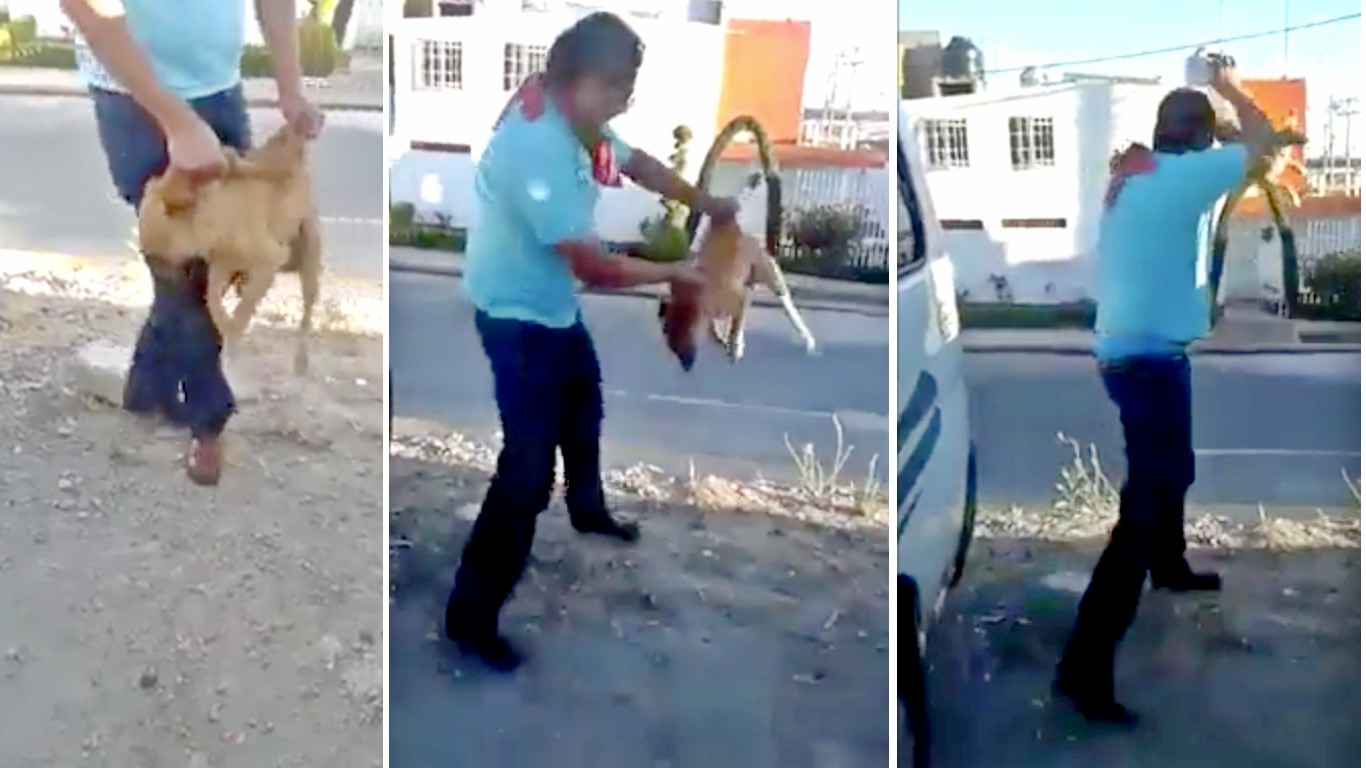 Punish coward that tossed dog down the street for fun!