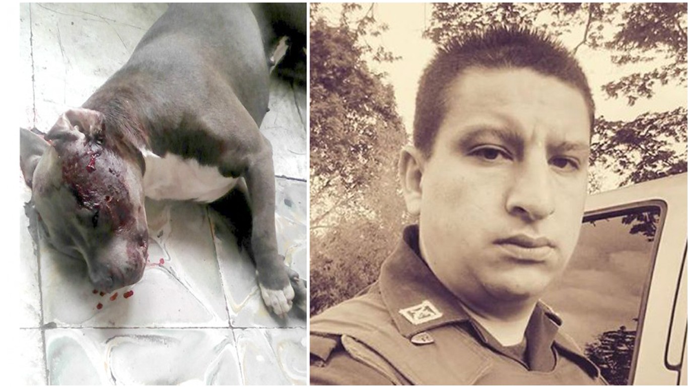 Justice For Tiara â€“ Punish police officer that shot gentle dog and left her to die!