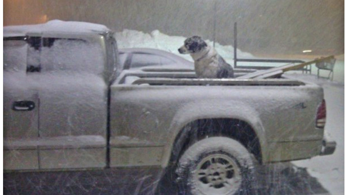 Cruel owner that left his dog outside during snow storm gets no punishment!