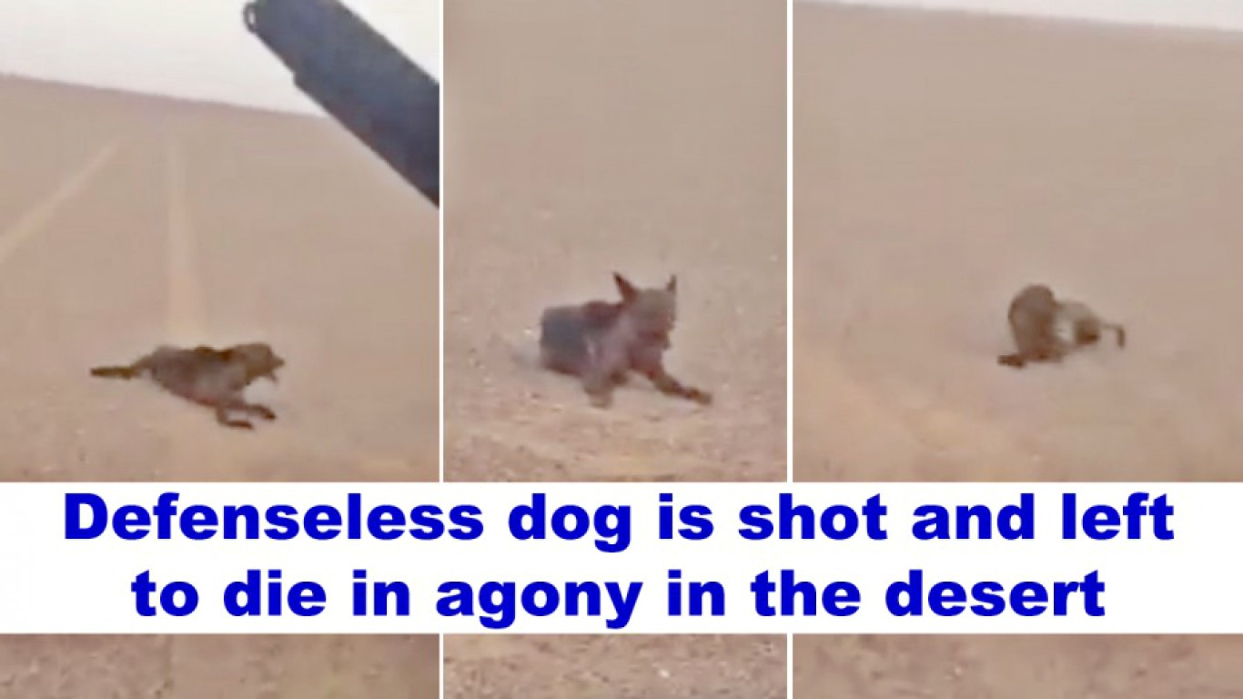 Justice for dog shot and left to die in the desert!