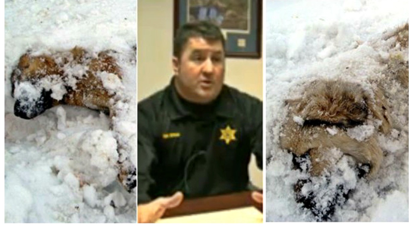 Fire deputy that allowed two dogs to freeze in subzero temperatures until they died!