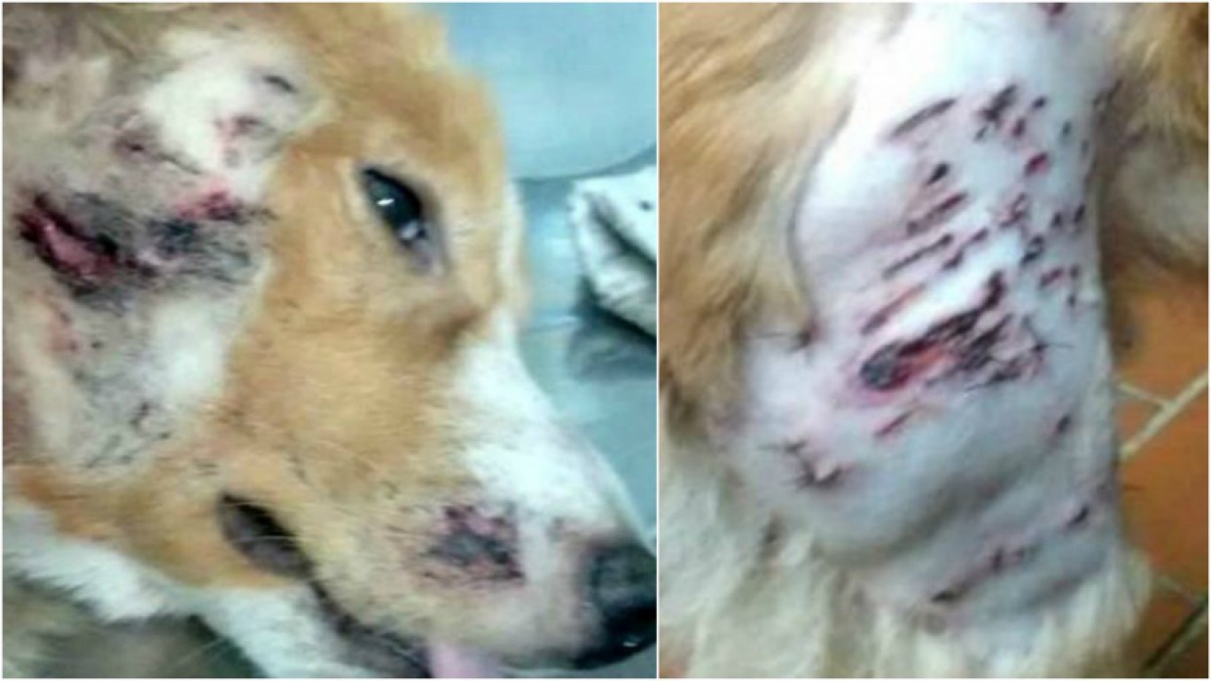 Justice for dog shot and left to die on the streets of Colombia!