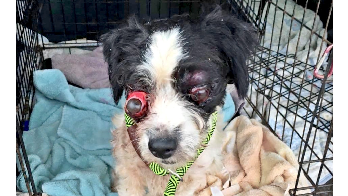 Justice For Beau â€“ Punish Kentucky thug who poked dogâ€™s eyes out!