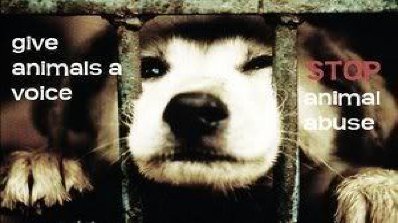 Close all animal shelters that allow euthanasia!