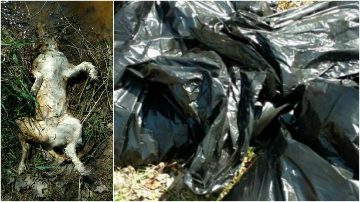 Justice for the 22 lifeless dogs discovered in a ditch in Ohio!