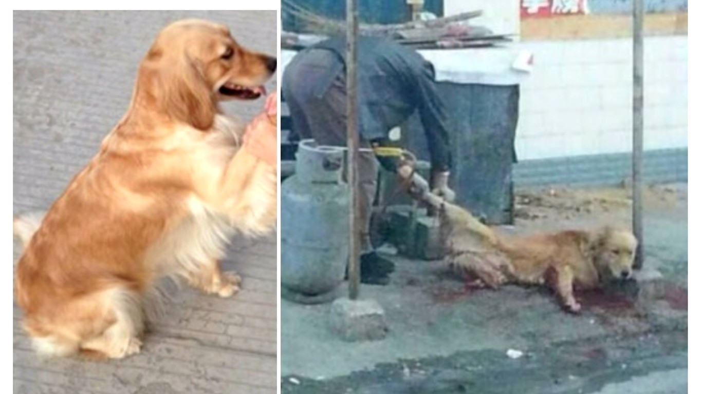 Support Maomao's law - pet dog stolen from her owners and skinned alive for meat in China!