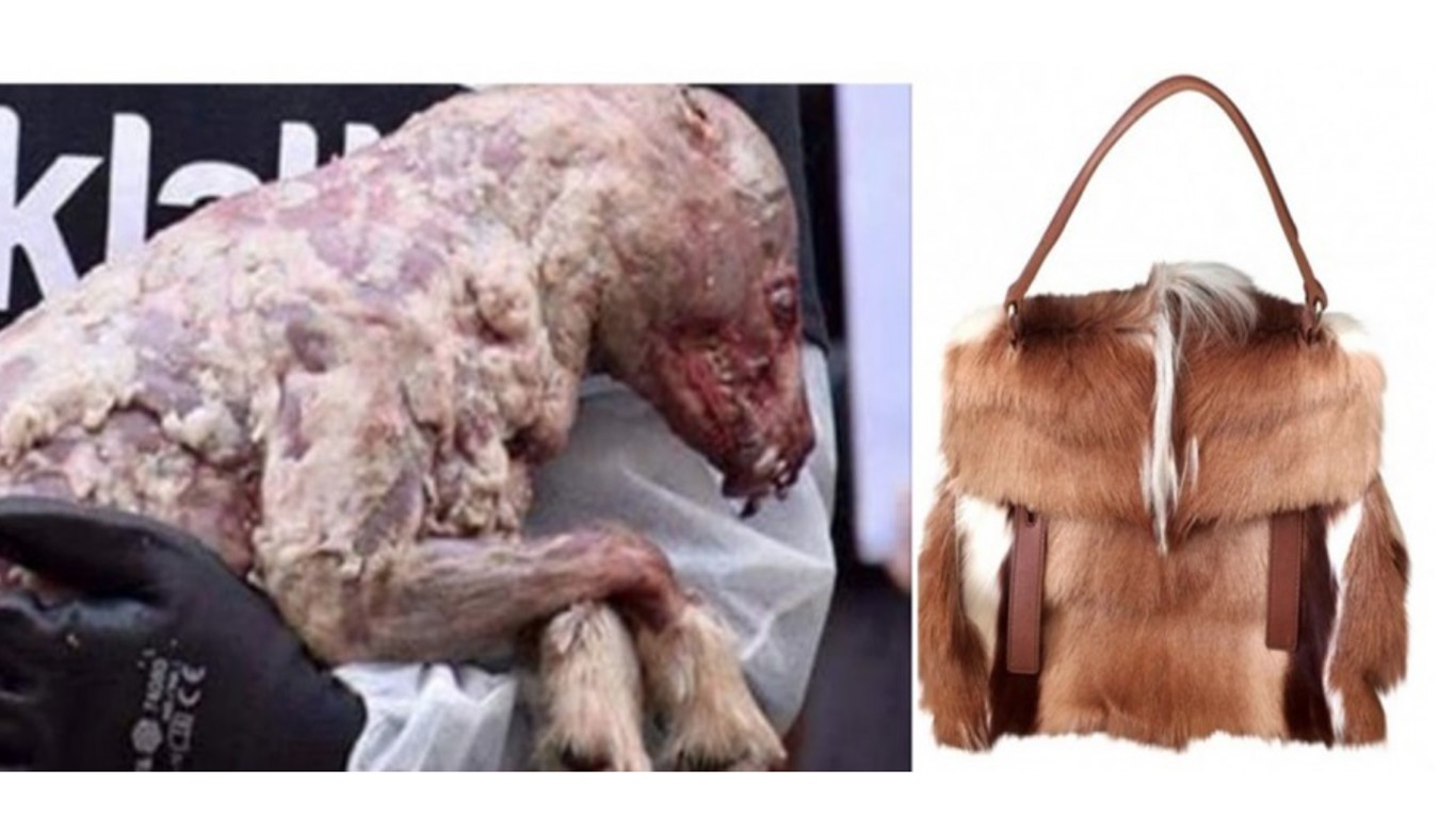 Ask Yves Saint Laurent to stop skinning millions of animals in the name of fashion!