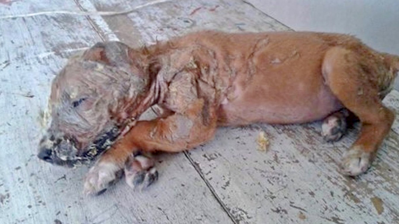 Justice For Marina the puppy â€“ they broke her legs and doused her face in acid!