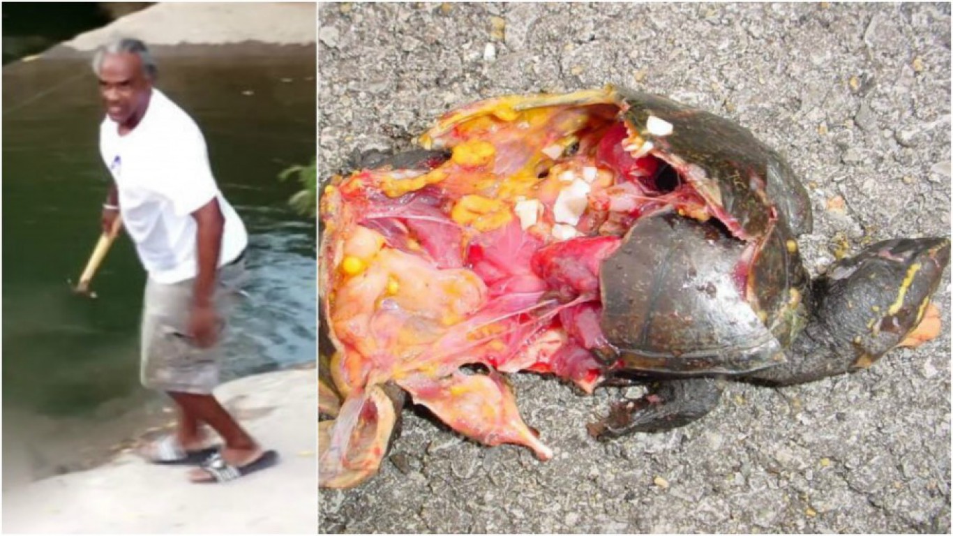 Punish coward that whacked gentle turtle with hammer!