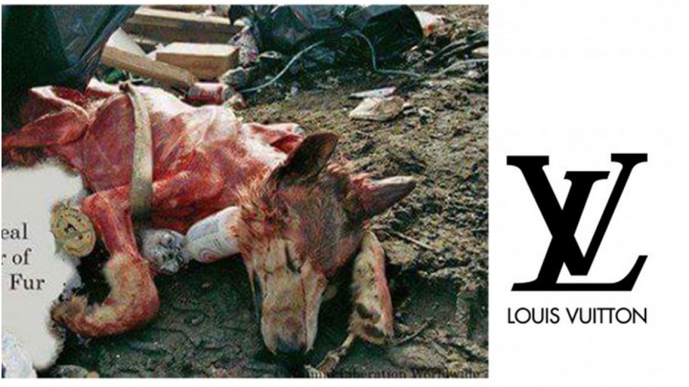 Prevent more dogs from being skinned for Louis Vuitton luxury garments!