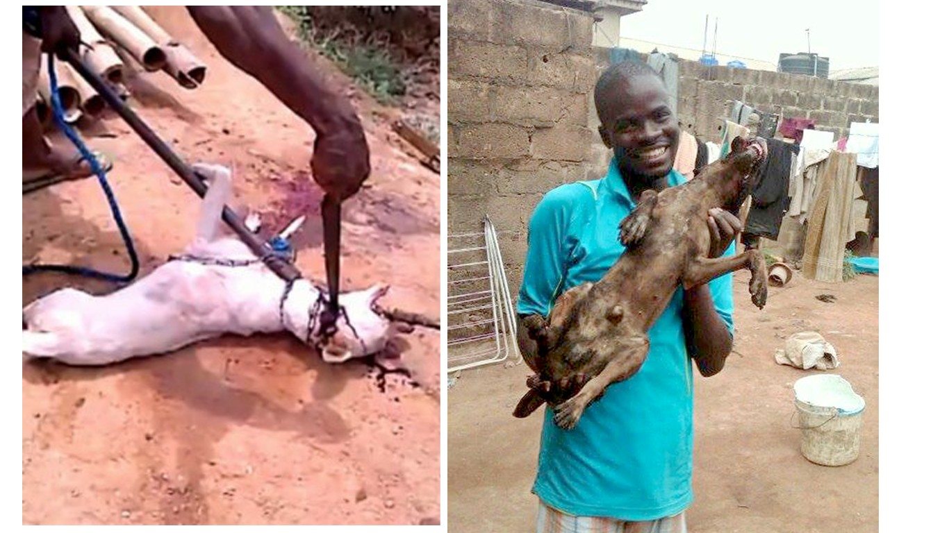 Take dog meat off the menu in Nigeria!