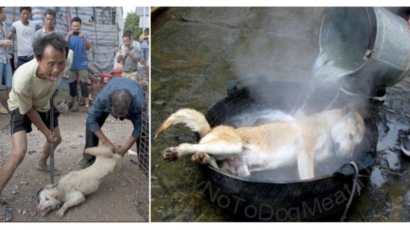 Chinese dog eating festival starts in just 3 months! Take Action Now!