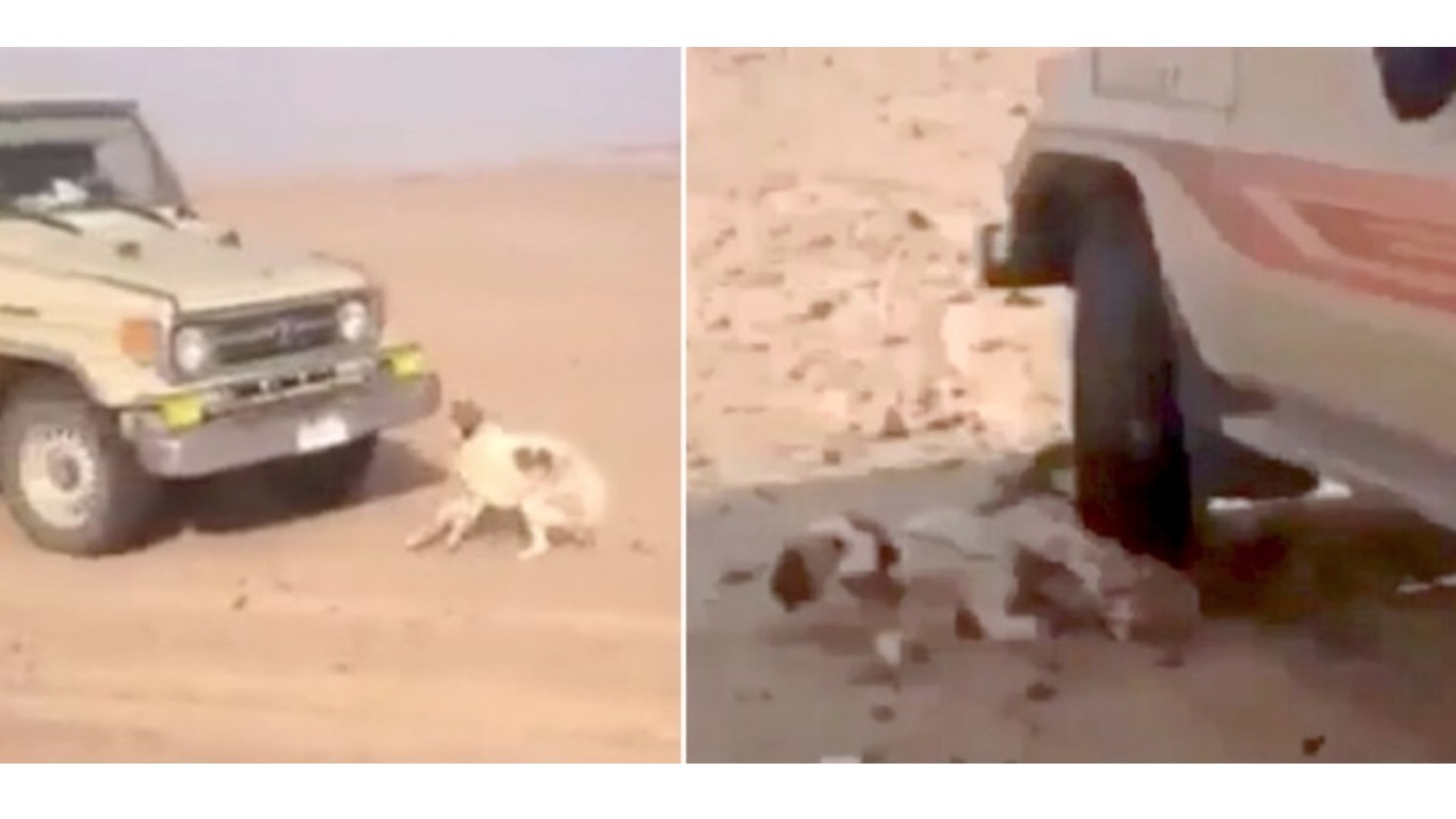 Justice for dog run over 10 times by SUV! Support animal rights in Saudi Arabia!