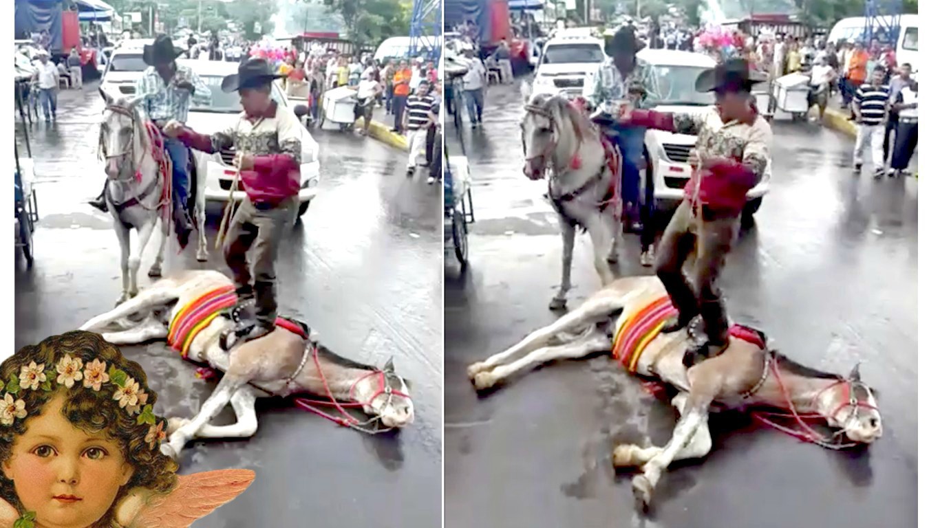 Denounce jerk that abused horse in public while laughing!
