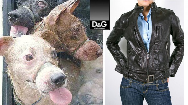 Stop Dolce & Gabbana from skinning hundreds of dogs alive for luxury leather products!