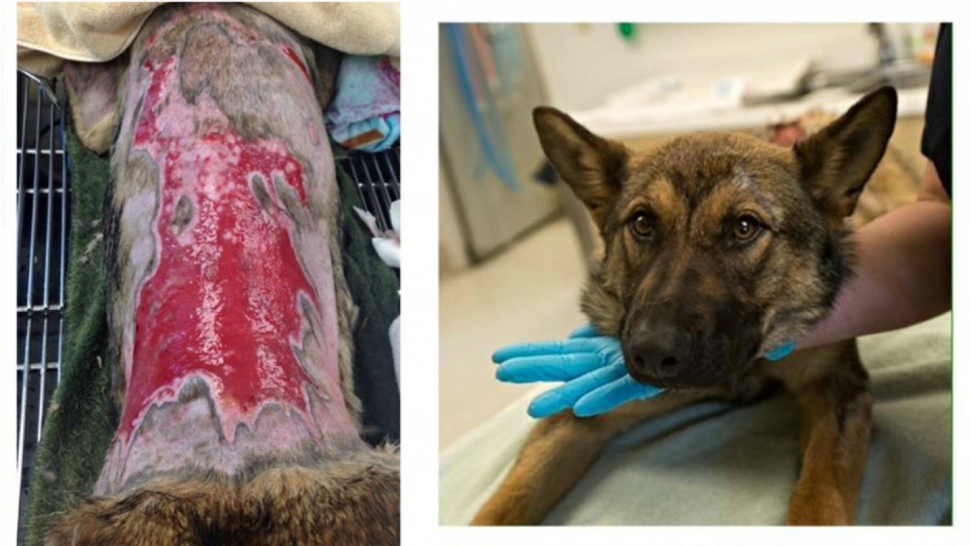 Justice for dog burned and tossed out of moving car!