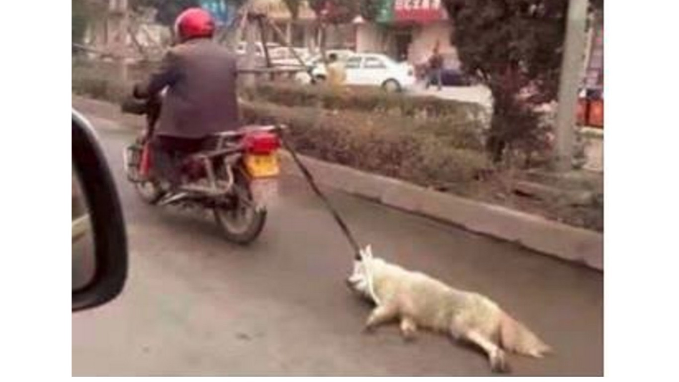 We want justice for the dog that was dragged behind motorbike for miles!