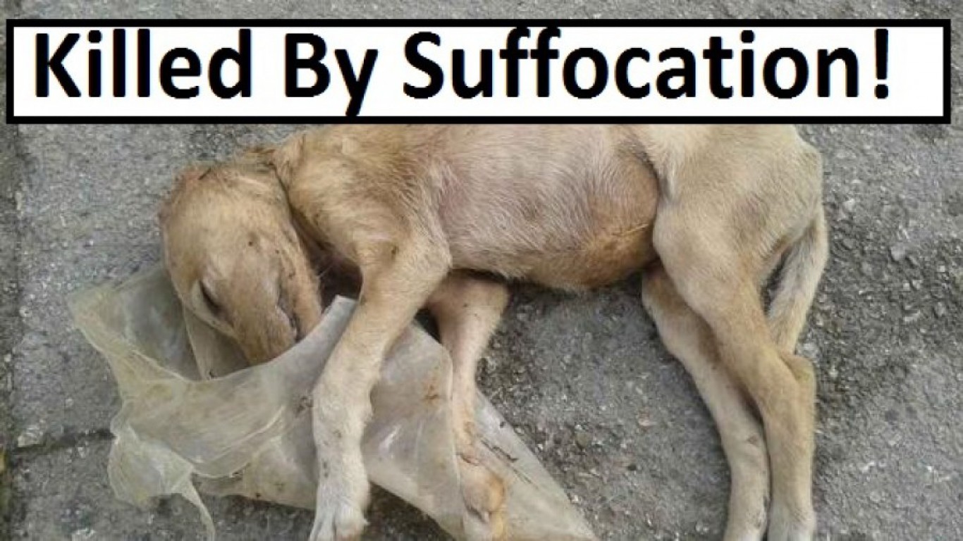 Justice for dog chocked and dumped on the street!