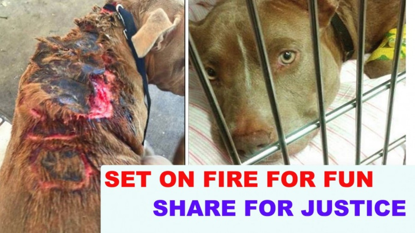 Justice for Phoenix â€“ harmless dog set on fire for fun!