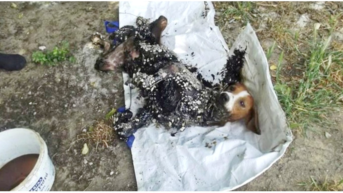Justice for dog thrown in tar pit and left to die!