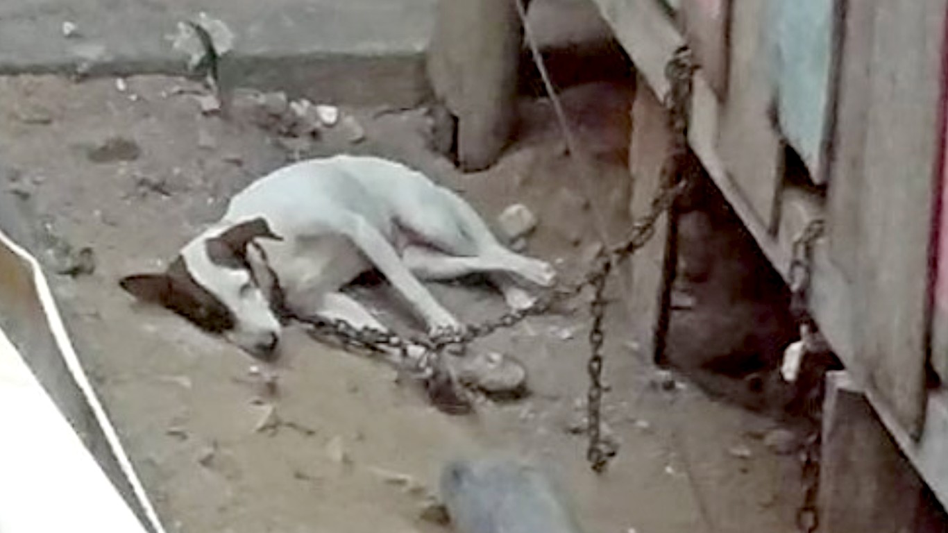 Help rescue dog kept on thick chain 24/7 by cruel owners!
