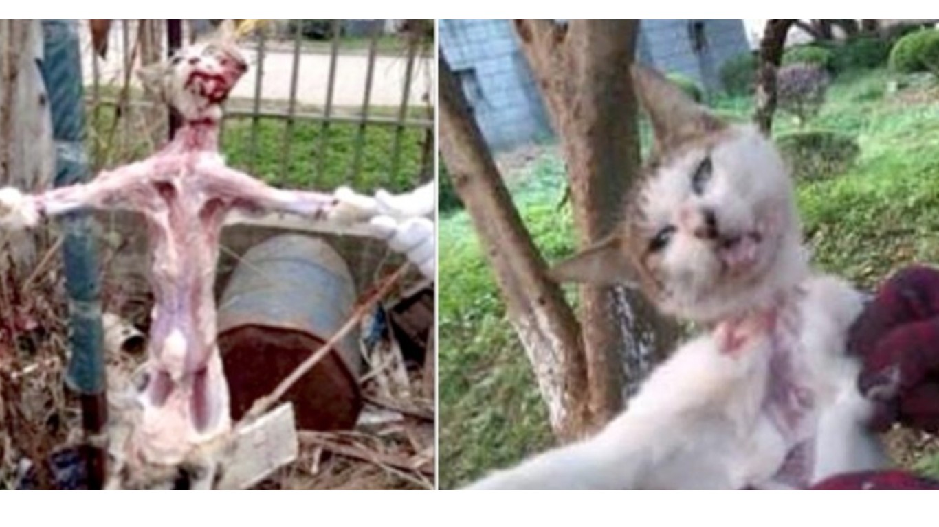 Cats are skinned alive, their fur is sold in Chinese Airports! Take Action Now!