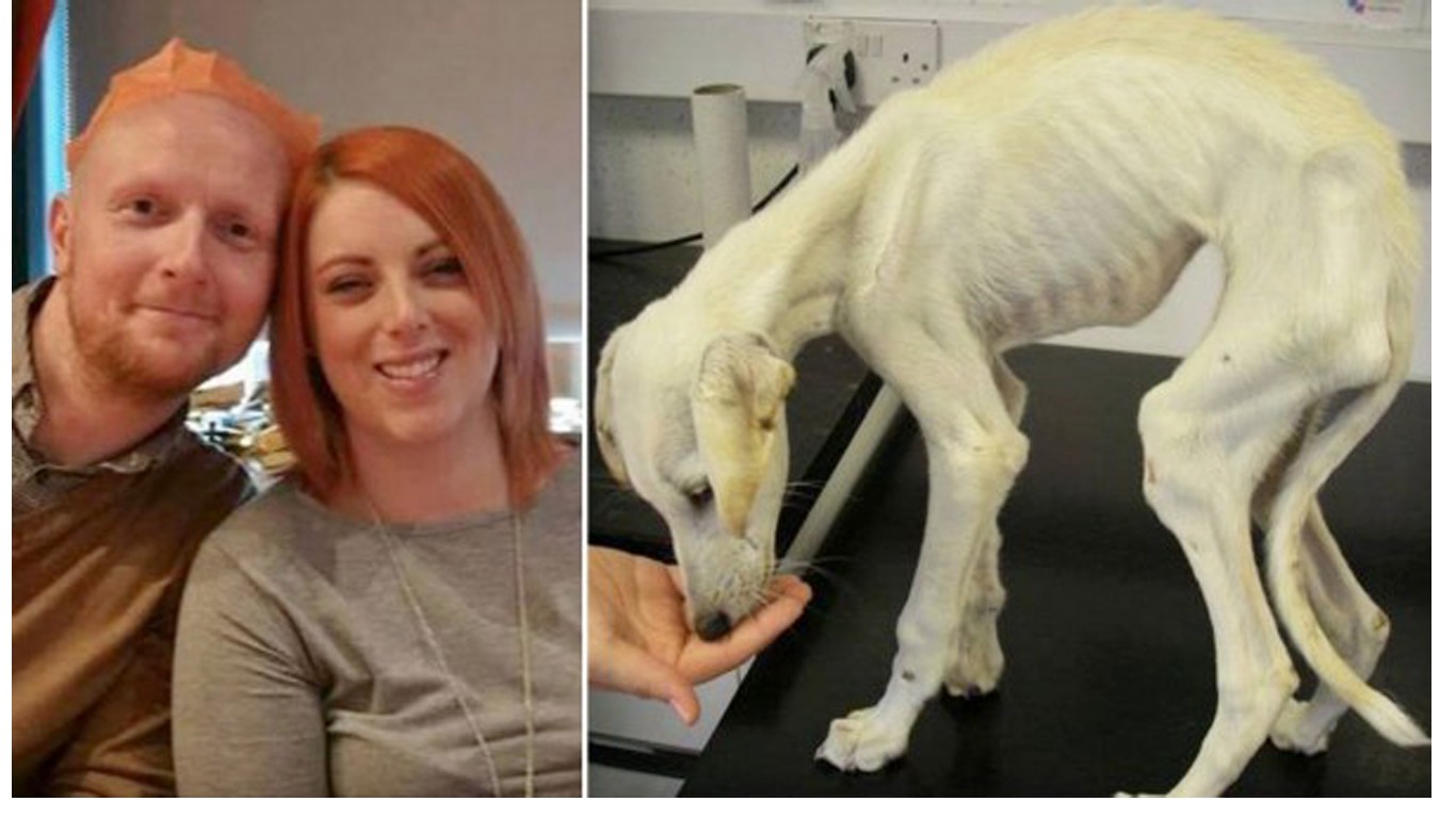 British couple that starved family dog for weeks won't spend a single day in jail! Sign The Petition!