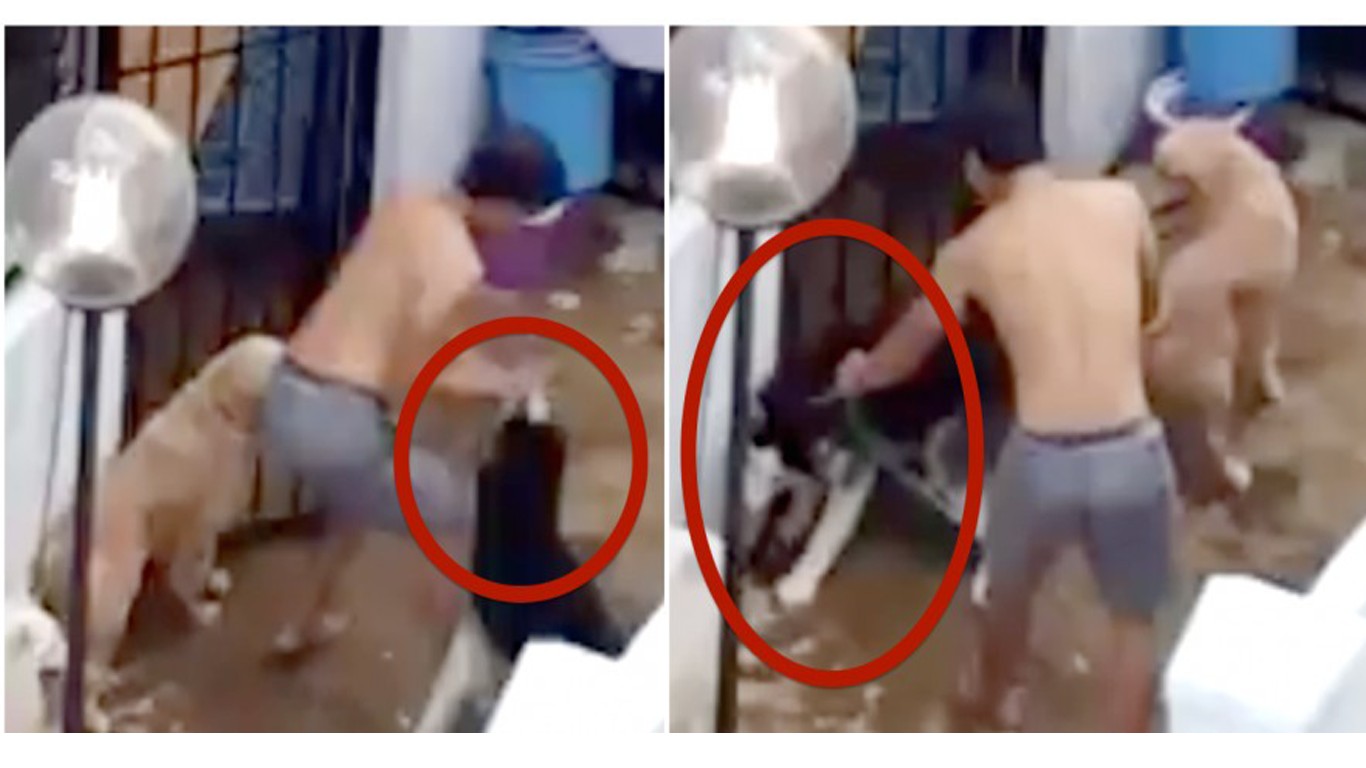 Punish owner filmed kicking and choking his dog repeatedly!