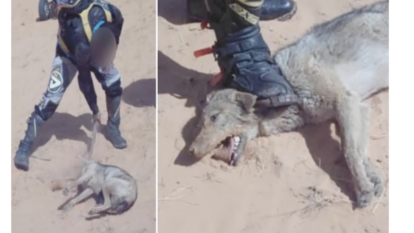 Justice for wolf attacked by group of bikers!