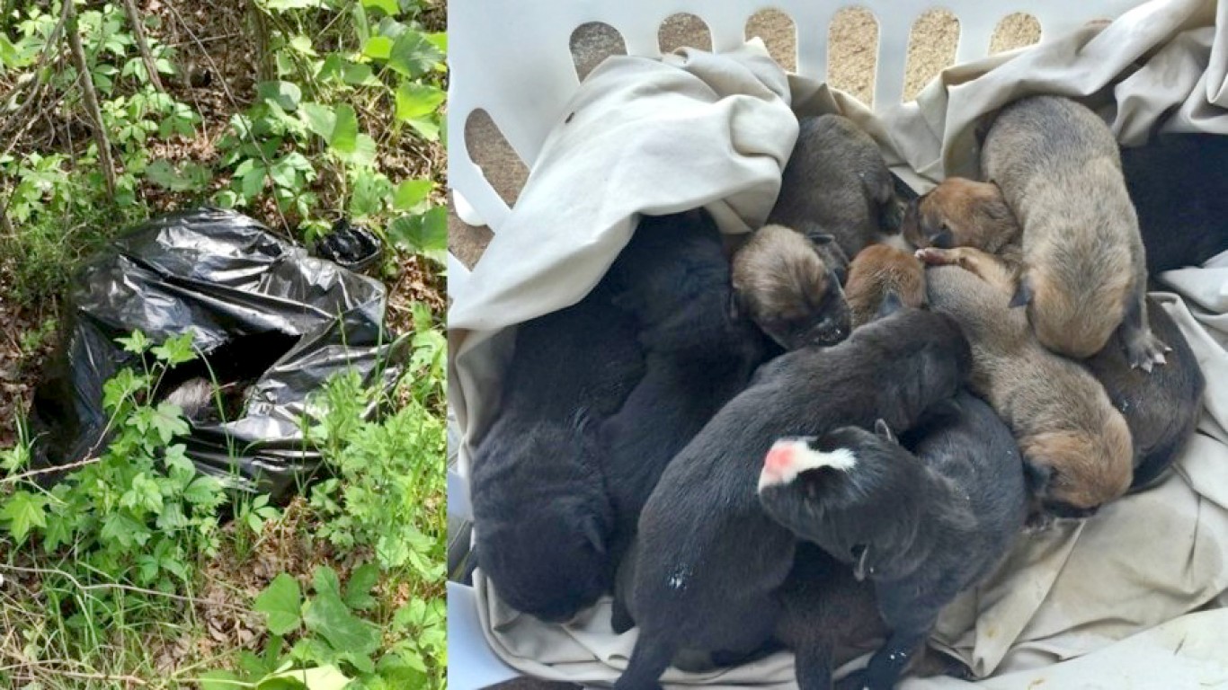 Justice for newborn puppies thrown in the trash!