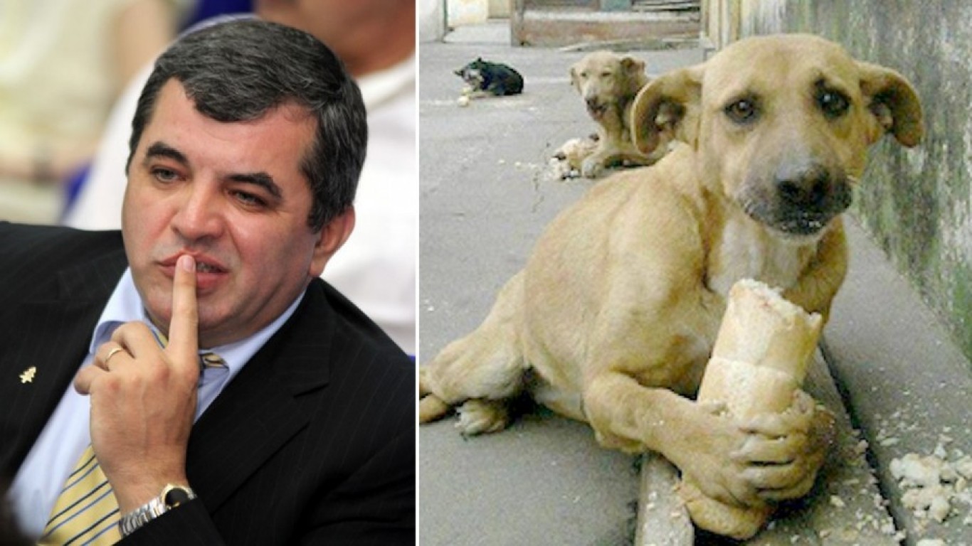 Stop irresponsible politician from imposing $1, 000 fine on feeding stray dogs!
