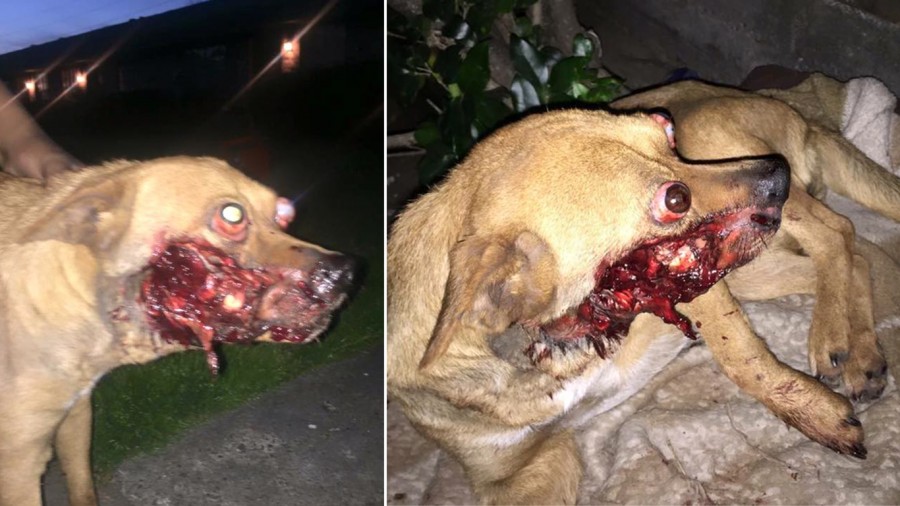 Justice For Bonita - heartless people placed fireworks in her mouth!